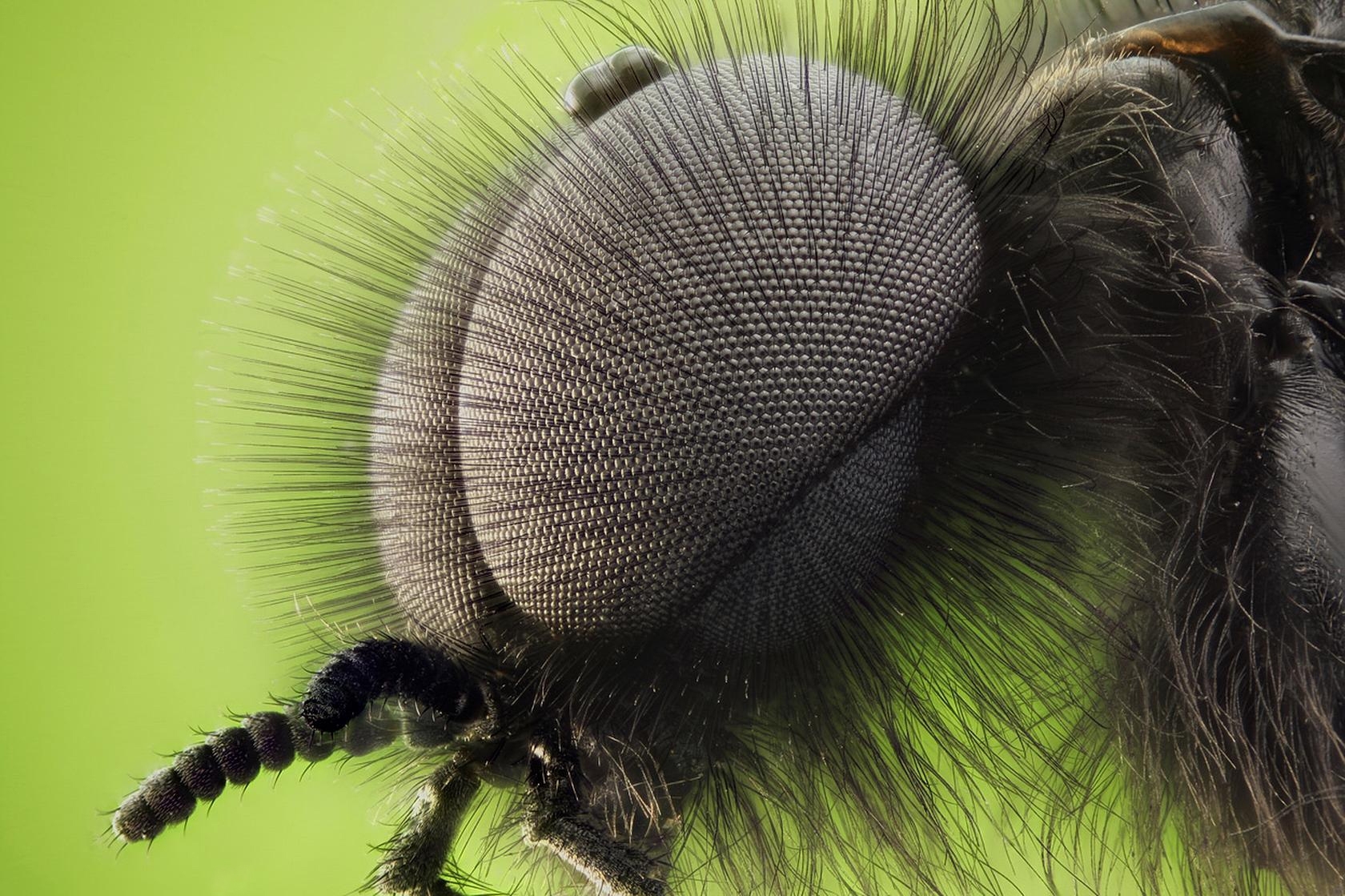http://rozup.ir/up/1080wallpaper/Pictures/insect_eyes_fur_close_up_65842_1680x1050.jpg