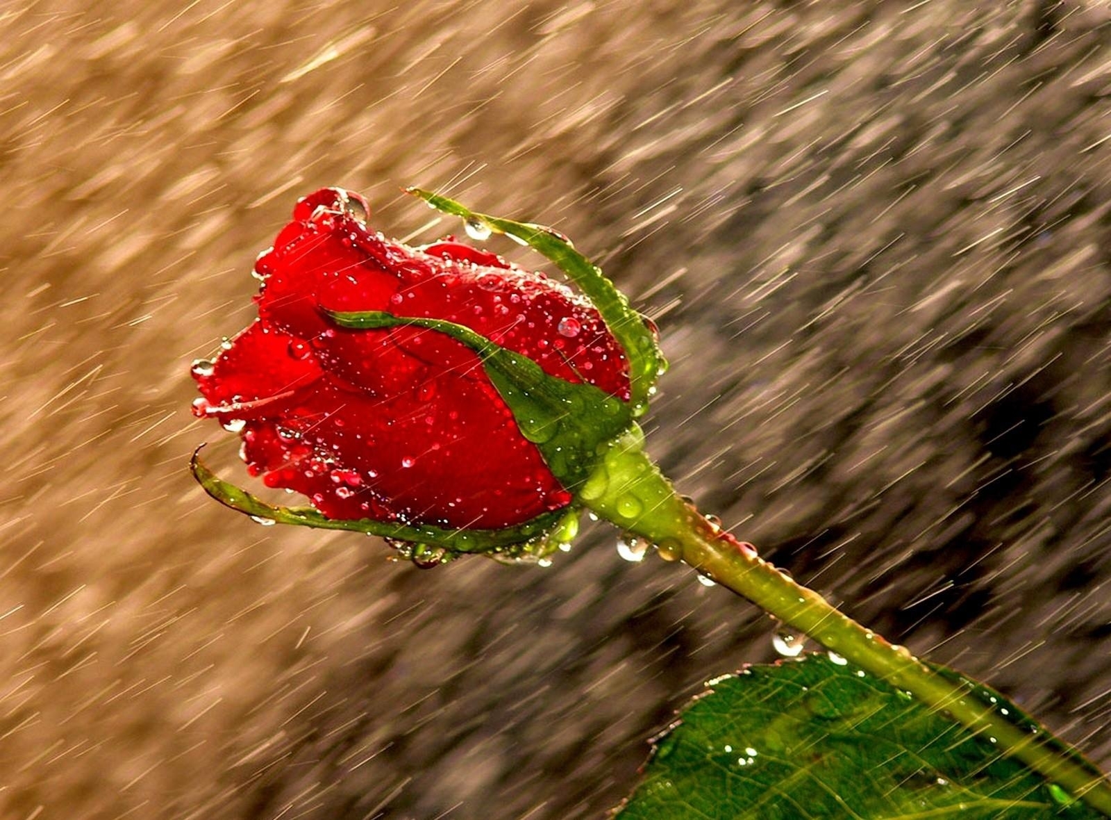 http://rozup.ir/up/1080wallpaper/Pictures/rose_rain_drops_wet_66799_1600x1180.jpg
