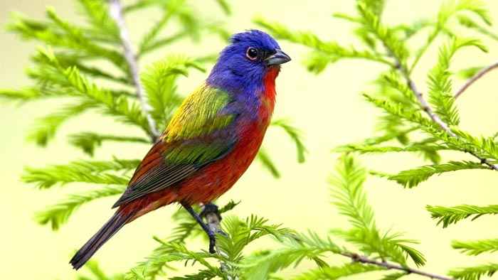 عکس های زیبا و دیدنی از دنیای پرندگان