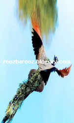 تصاویرپرواز زیبای طاووس