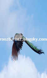 تصاویرپرواز زیبای طاووس