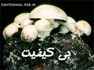 پرورش قارچ