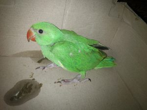 عکس بچه طوطی سبز