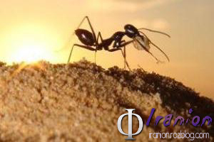 مورچه ها پزشک دارند و واکسینه می‌شوند! 