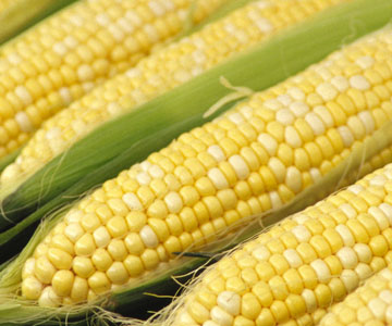 ذرت corn