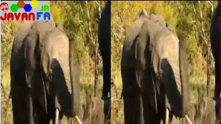 دانلود مستند کوتاه سه بعدی 3D Wildlife South Africa Big Five