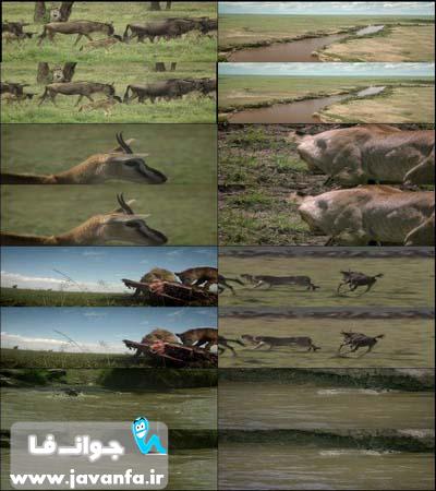 دانلود مستند سه بعدی مهاجرت حیوانات The Wildebeest Migration 3D