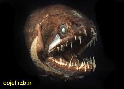 http://oojal.rzb.ir وحشتناک‌ترین دندان‌های حیوانات +عکس 