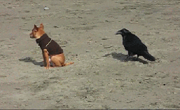 عکس متحرک خنده دار از ترسیدن سگ از کلاغ