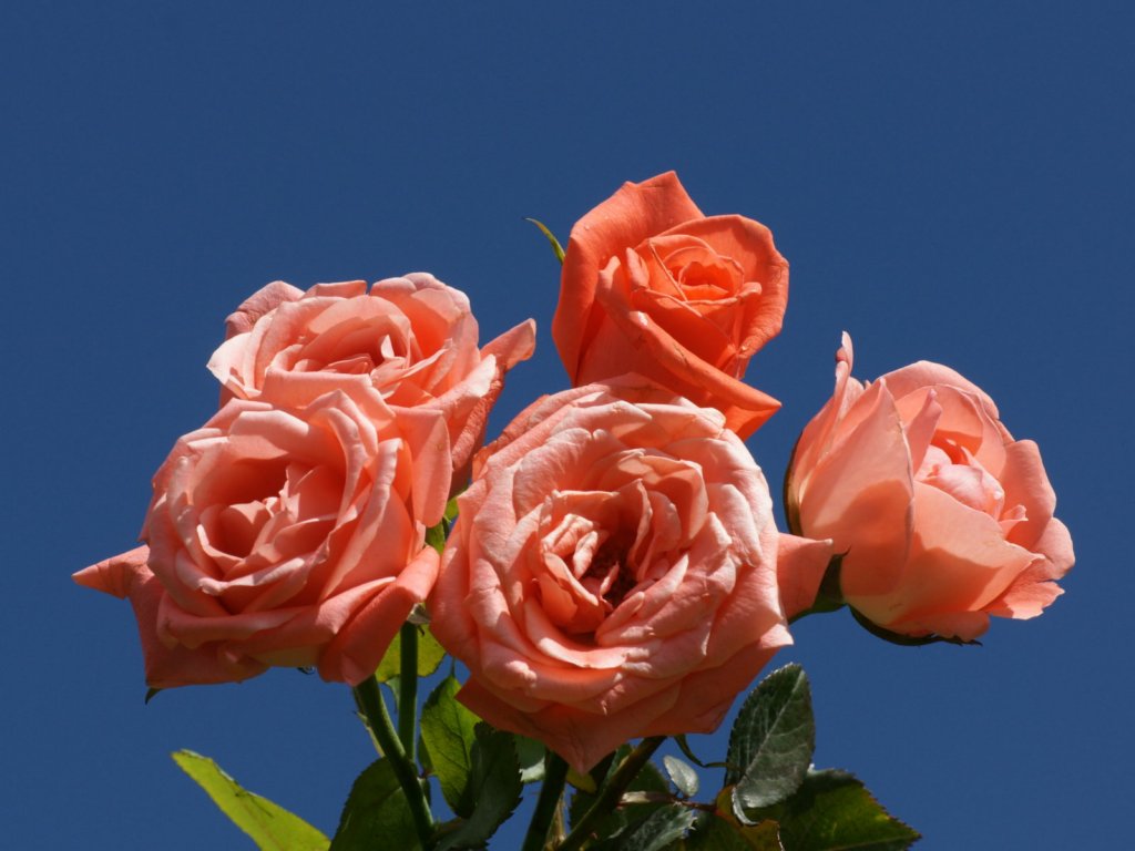 عکس های گل رز قشنگ در رنگ های زیبا