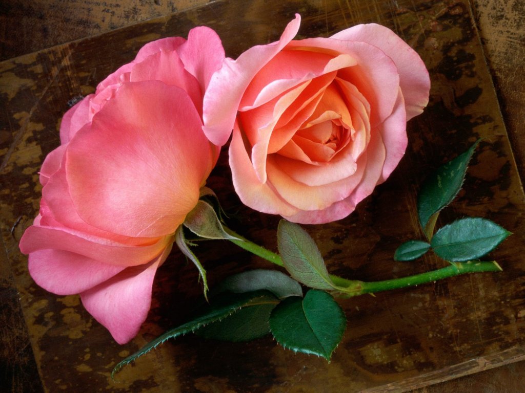 عکس های گل رز قشنگ در رنگ های زیبا