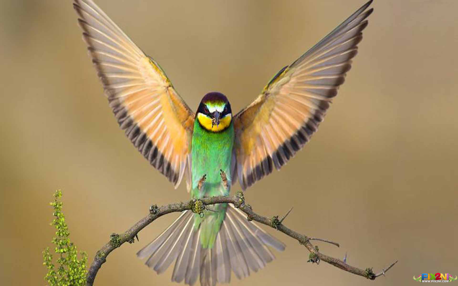 والپیپر های زیبا از پرنده ها | WwW.PiX2Ni.CoM