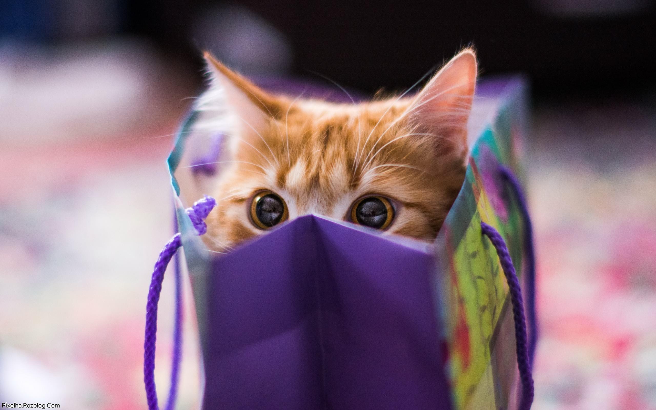 [تصویر:  cute-cat-gift-package.jpg]