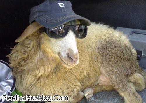 [تصویر:  sun-glasses-sheep.jpg]