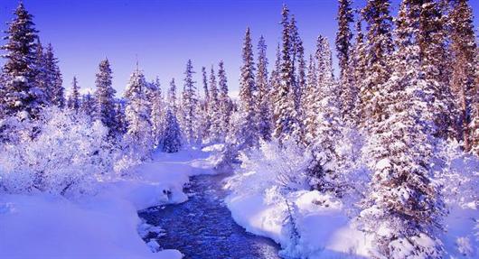 تصاویر دیدنی از جنگل در زمستان