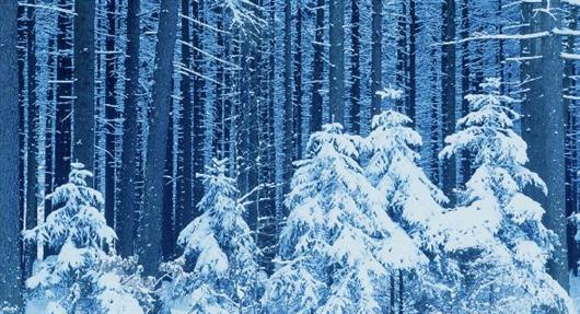 تصاویر دیدنی از جنگل در زمستان