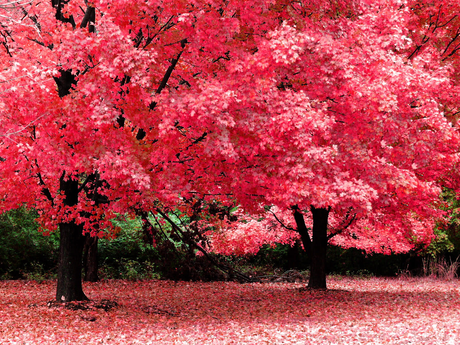 http://rozup.ir/up/tak-pic/Pictures/Nature/Beautiful_autumn_than_spring.jpg