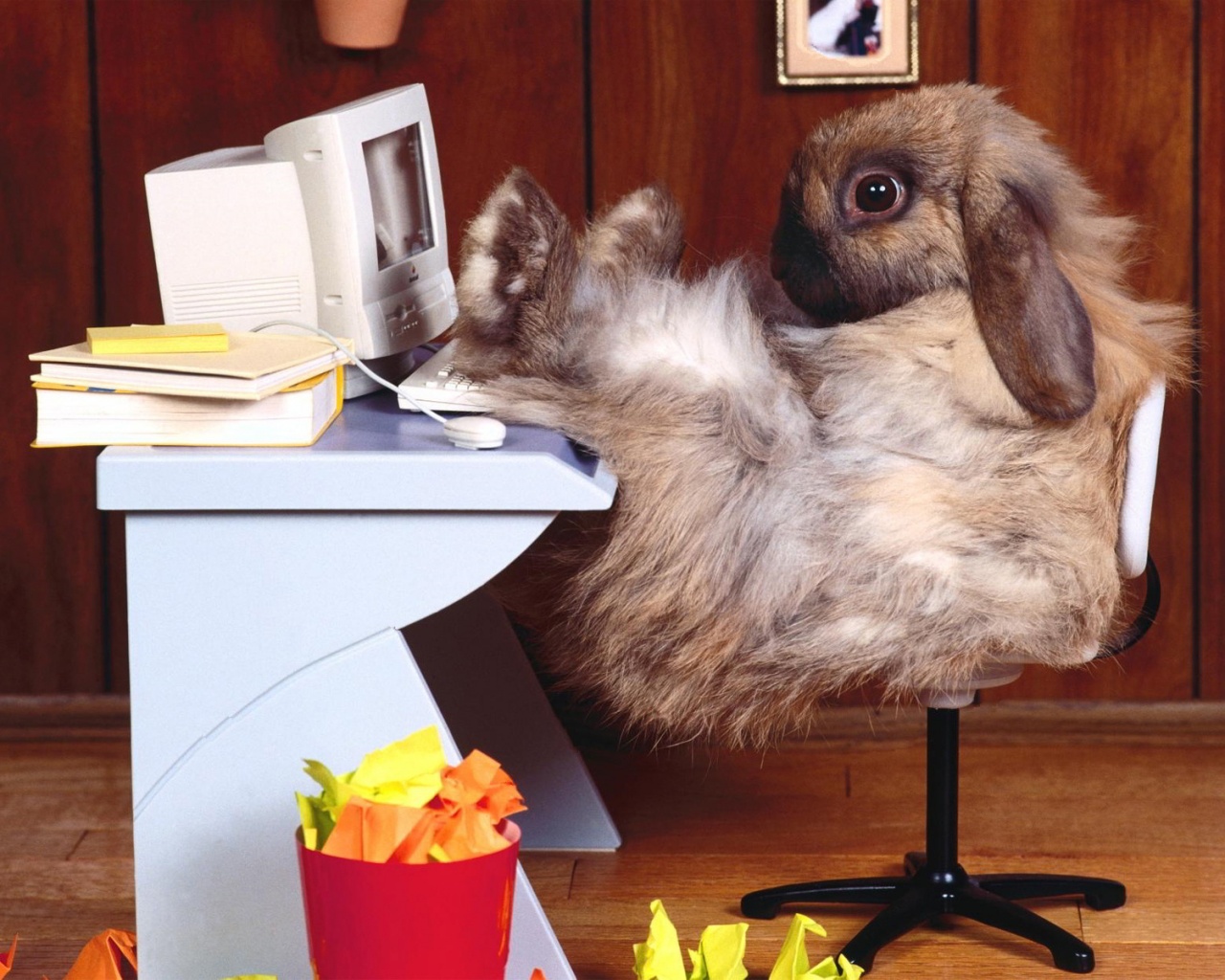 خرگوش ، نابغه کامپیوتر