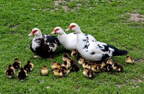 http://rozup.ir/view/2019087/ichh_muscovy-duck-pairs.jpg