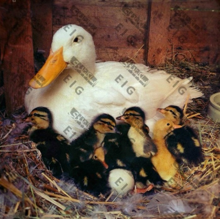 http://rozup.ir/view/2019863/mother-duck-78989-700x697.jpg