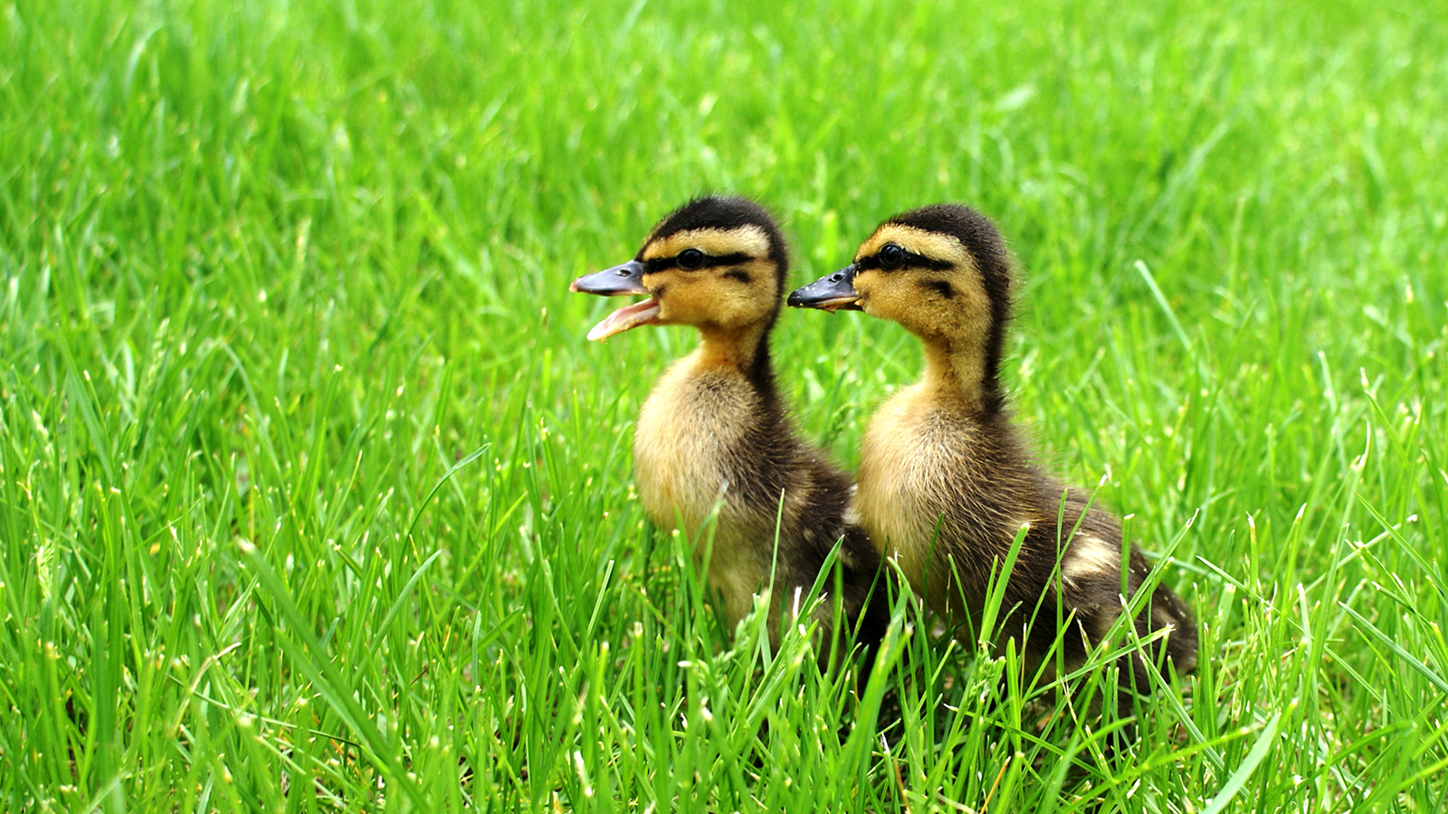 http://rozup.ir/view/2019870/mallard-duck-babies.jpg