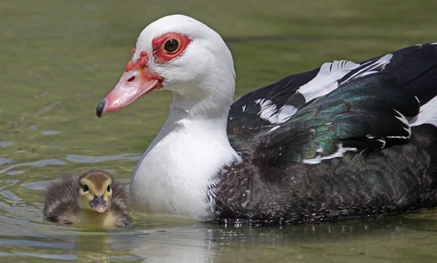 http://rozup.ir/view/2020684/muscovy-duck-binns-img_3828-copy.jpg