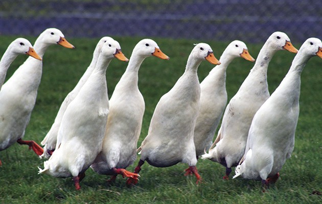 http://rozup.ir/view/2029637/Best-duck-breeds-630x400.jpg