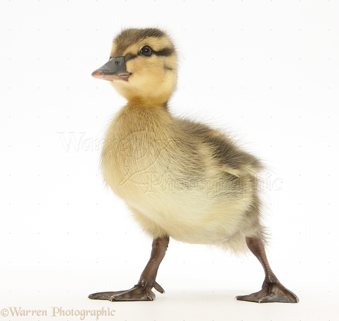 http://rozup.ir/view/2029640/25801-Mallard-duckling-white-background.jpg