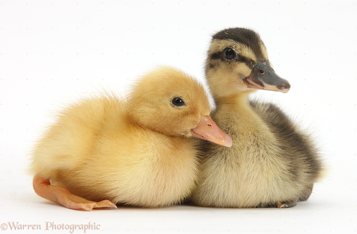 http://rozup.ir/view/2029655/37099-Yellow-Call-Duckling-and-Mallard-Duckling-white-background.jpg