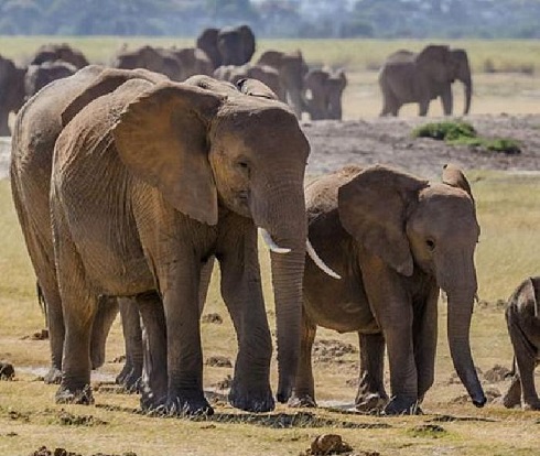  موفقیت جدید دانشمندان؛ تهیه کاغذ از مدفوع فیل و گاو