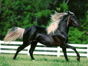 داستان آموزنده اسب زیبا,داستان کوتاه اسب زیبا,داستانک