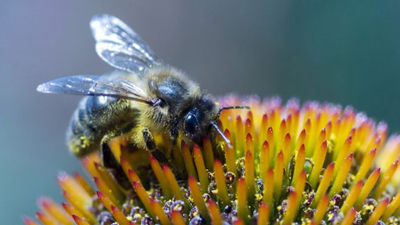  جلوگیری از زنبوزدگی، نیش زنبور