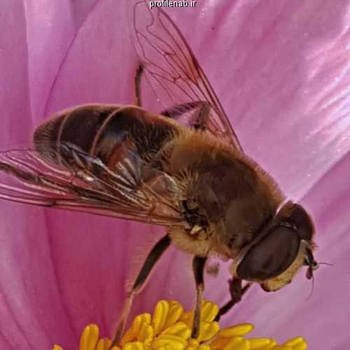 تصویر زنبورعسل بر گل