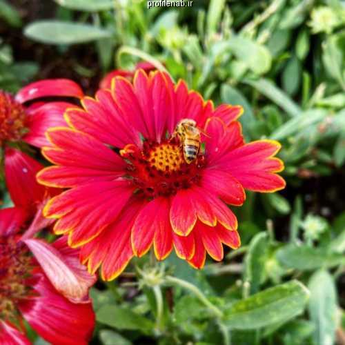 عکسهای زنبورعسل بر گل