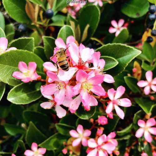 عکسهای زنبورعسل بروی گل