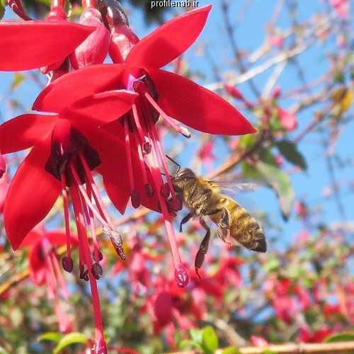 عکسهای زنبورعسل بروی گل قرمز