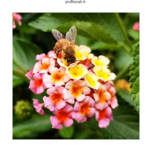 عکسهای زنبورعسل بروی گل