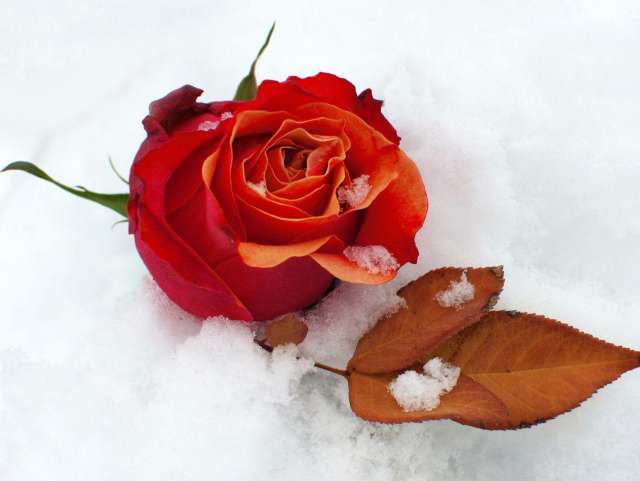 عکس پروفایل گل رز زمستانی