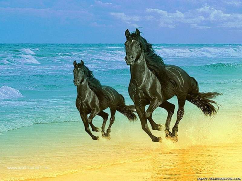 پروفایل زیباترین عکس های اسب ایران و جهان