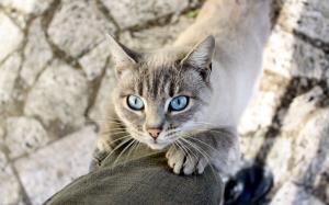 نور آبی گربه چشم