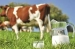 آیا میدانید شرکت ملارد شیر در بهمن ماه سال ۱۴۰۲ 7.3 درصد نسبت به دوره مشابه سال گذشته افزایش سرانه تولید شیر داشته است