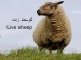 0 تا 100 گوسفند زنده را بدانید 