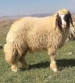 گوسفند سنجابی؛ گوسفندی که فقط در کرمانشاه پیدا می‌شود و قطری‌ها عاشق گوشت آن هستند! (+عکس)