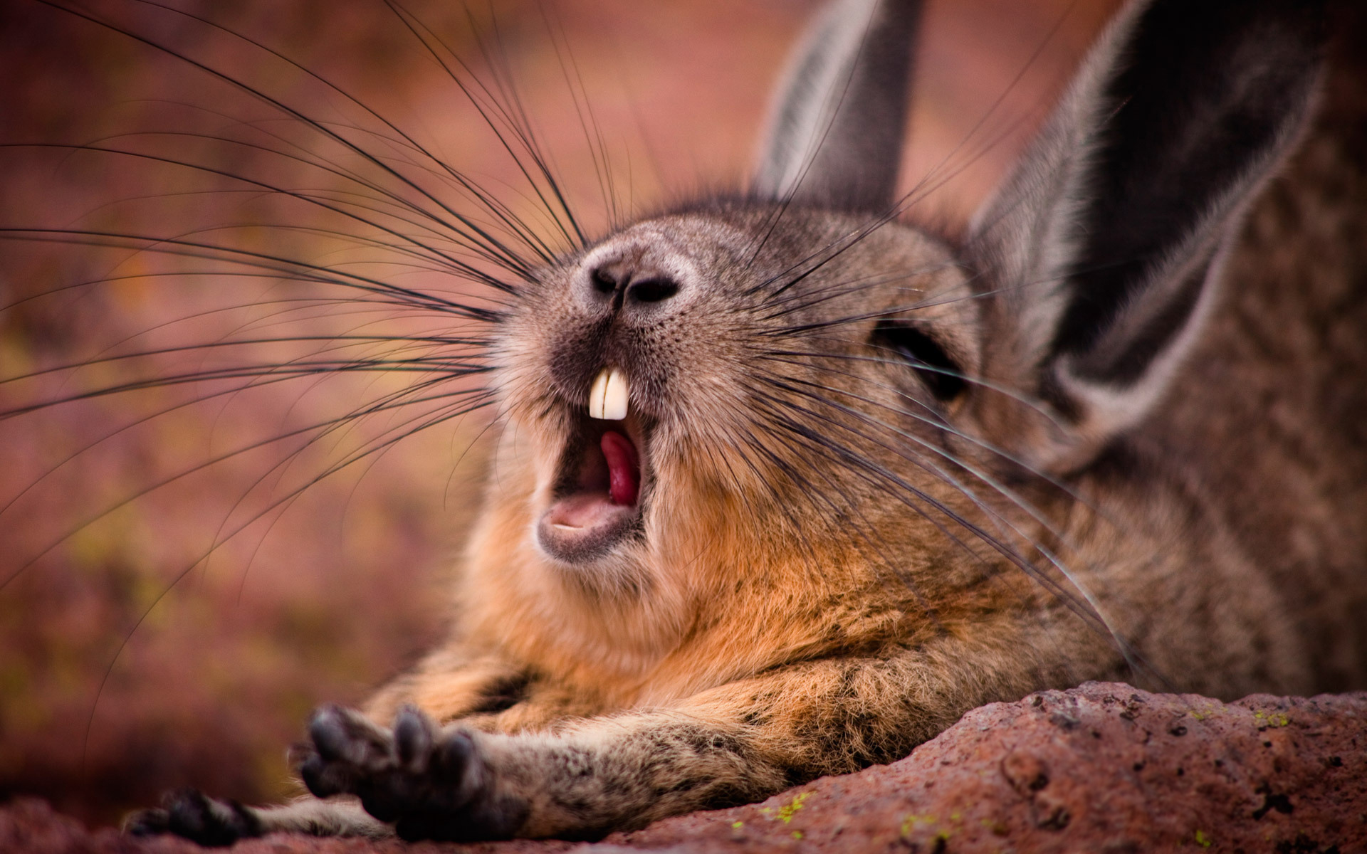 Yawning Mountain Viscacha