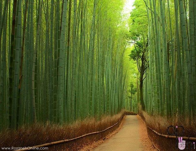 جنگل بامبوی ژاپن