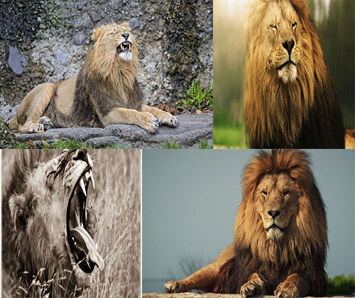 جدیدترین و قشنگترین عکس های سلطان جنگل شیرها