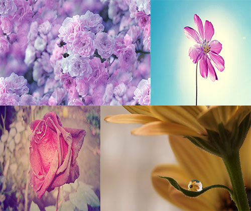 جدیدترین عکس ها از زیباترین و خوش بو ترین گل ها