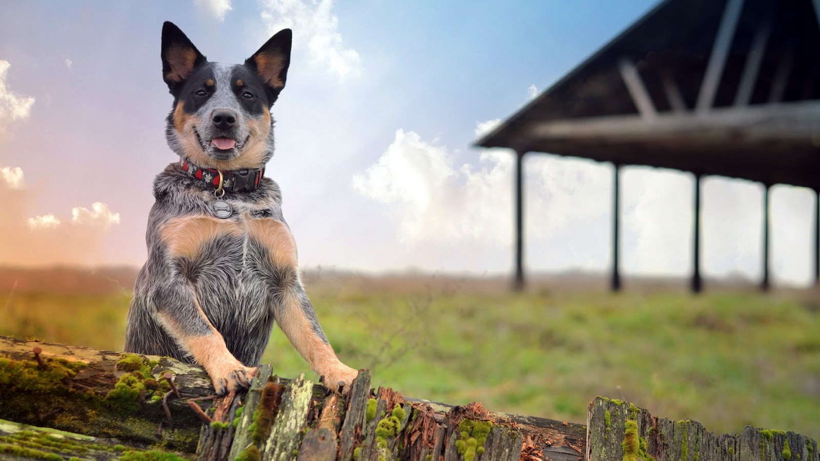 جدید ترین عکس ها از بهترین سگ ها