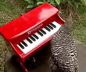 مرغ پیانیست 