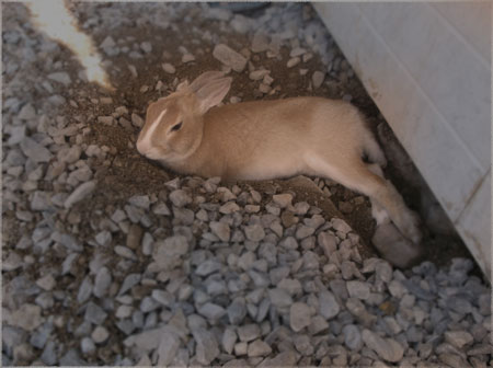 چگونه از خرگوش ها مواظبت کنیم